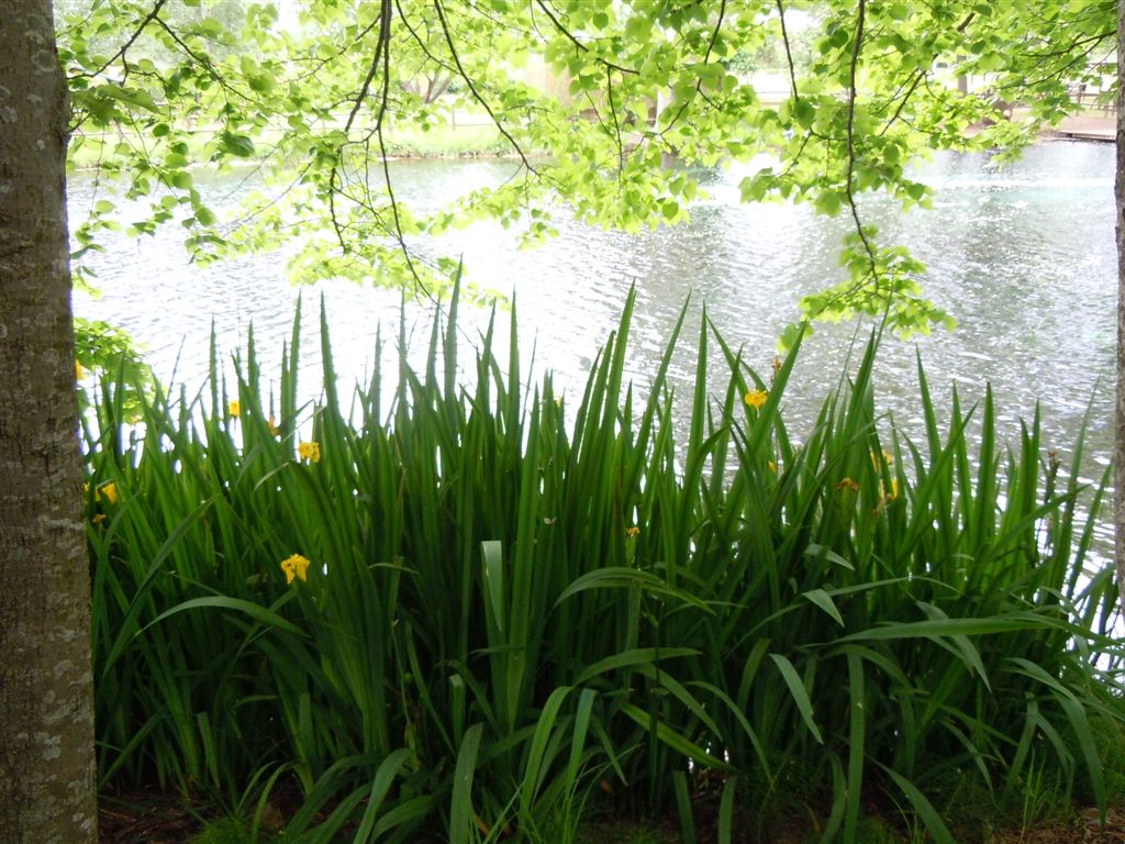 Iris pseudacorus